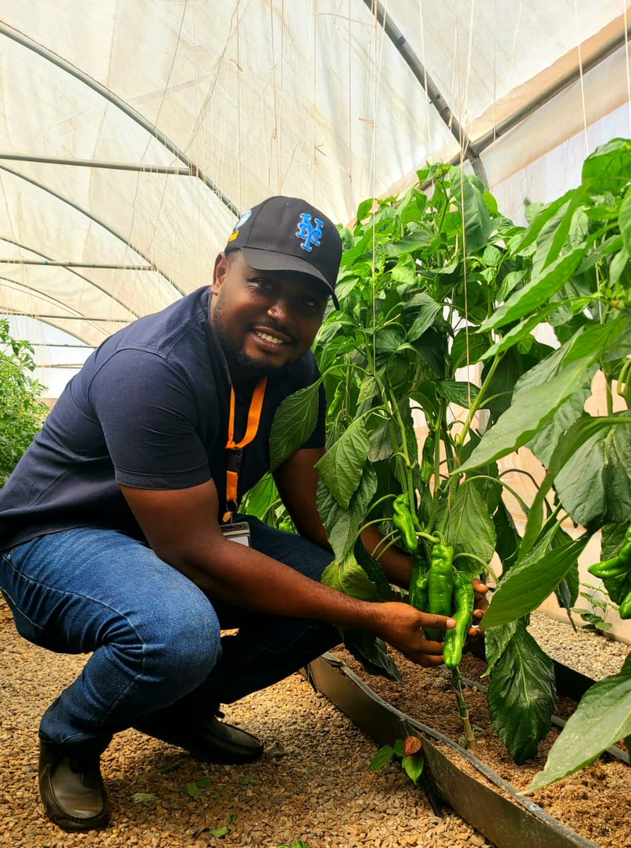 okoreuchenna's tweet photo. Whether rain or sunshine, the passionate farmer strives to ensure you eat.
Thank the #farmer that ensures all year round availability of safe and healthy food.
We are blessed!!
#Vegetables #Nigeria #Greenhouse
#SFLab #RijkZwaan #Food
#Sweetpalermo
#Nigeria #Agriculture. https://t.co/Jc6JMoroxS