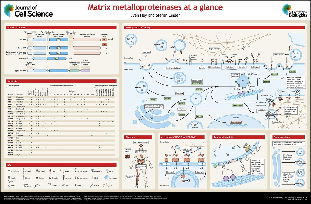 The Linder Lab (@linderlab) on Twitter photo Very happy to see that our primer on "Matrix metalloproteinases at a glance" is now online <a href="/J_Cell_Sci/">J Cell Science</a>. As always, excellent editorial work and production. Also, would look great on your lab wall 😎
journals.biologists.com/jcs/article/13… Very happy to see that our primer on "Matrix metalloproteinases at a glance" is now online <a href="/J_Cell_Sci/">J Cell Science</a>. As always, excellent editorial work and production. Also, would look great on your lab wall 😎
journals.biologists.com/jcs/article/13…