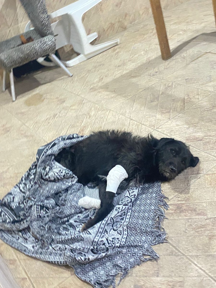 L3itadas_l03n_'s tweet photo. O cachorro barbudo que eu resgatei e tô cuidando até estar pleno pra adoção, parece essa raça

Aliás, ele já tá quase bom
Quem for do RJ e quiser saber mais sobre adotar esse rapaz, fala CMG
É um bom cão, dócil, muito vigilante e atento ao que cerca a casa
Late pra crl https://t.co/YIwBP14Kh9