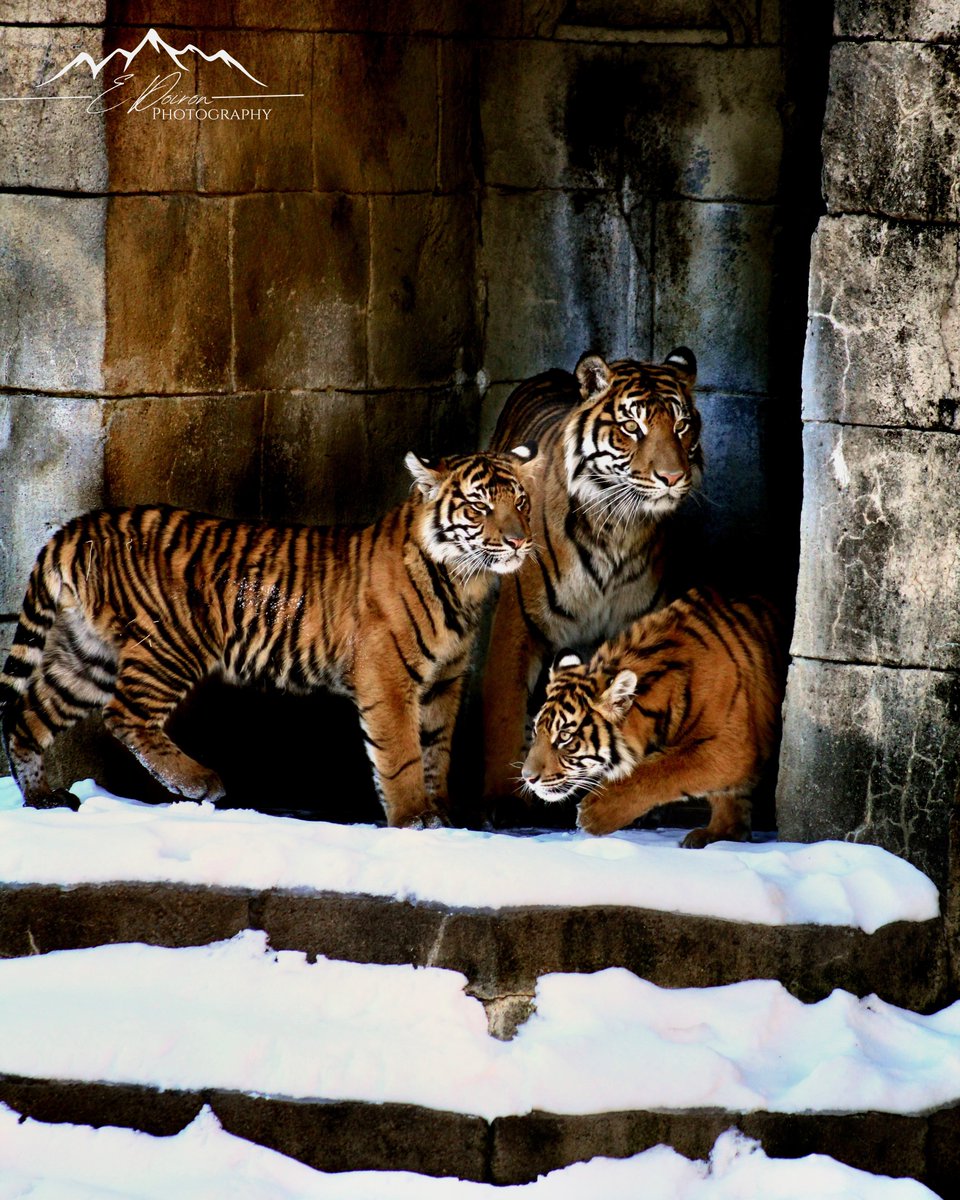 MemphisZoo's tweet photo. First snowy steps 🐾 while Sumatran tigers are indigenous to the warm climates of Indonesia, Nakal and Suci have still enjoyed playing in the snow!

 📷 Liz Doiron

 #tigers #tiger #memzoocubs #bigcat #cats #feline #love #animals #snowday https://t.co/3XNyhPUNVH