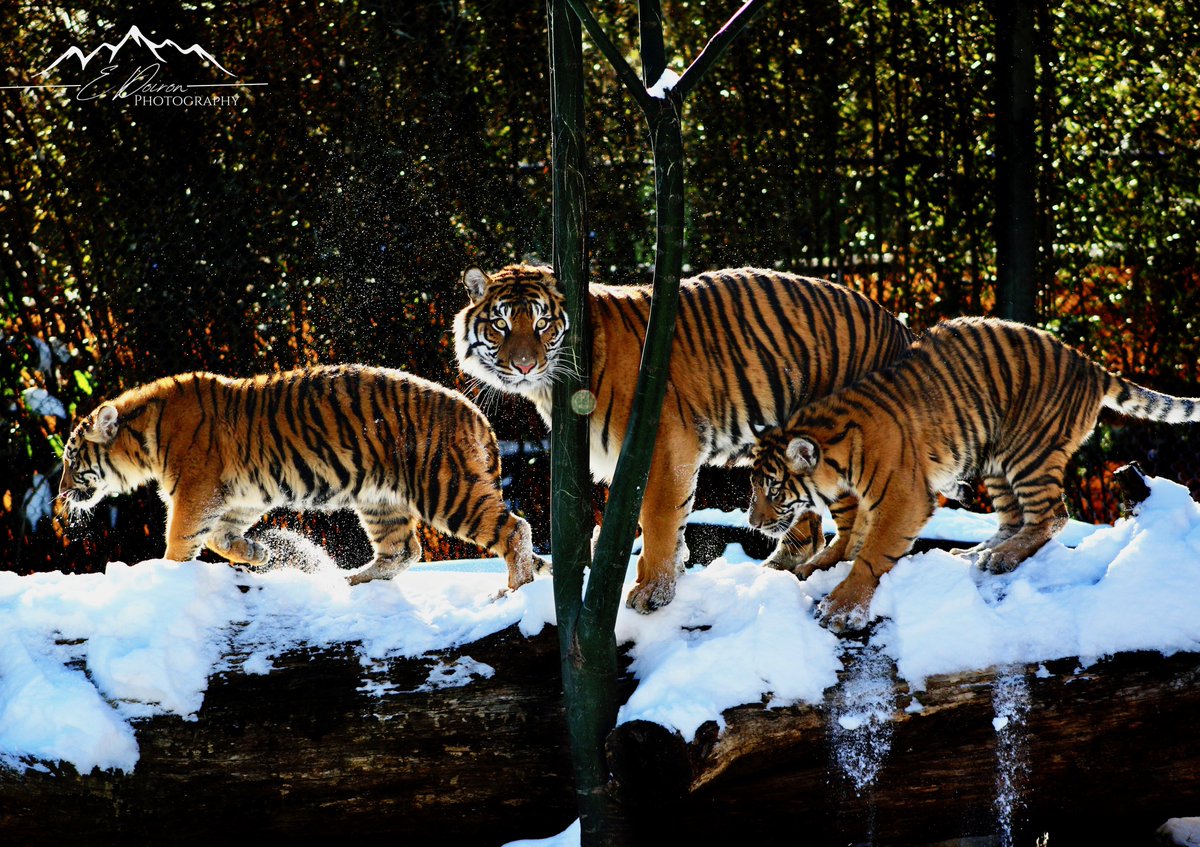MemphisZoo's tweet photo. First snowy steps 🐾 while Sumatran tigers are indigenous to the warm climates of Indonesia, Nakal and Suci have still enjoyed playing in the snow!

 📷 Liz Doiron

 #tigers #tiger #memzoocubs #bigcat #cats #feline #love #animals #snowday https://t.co/3XNyhPUNVH