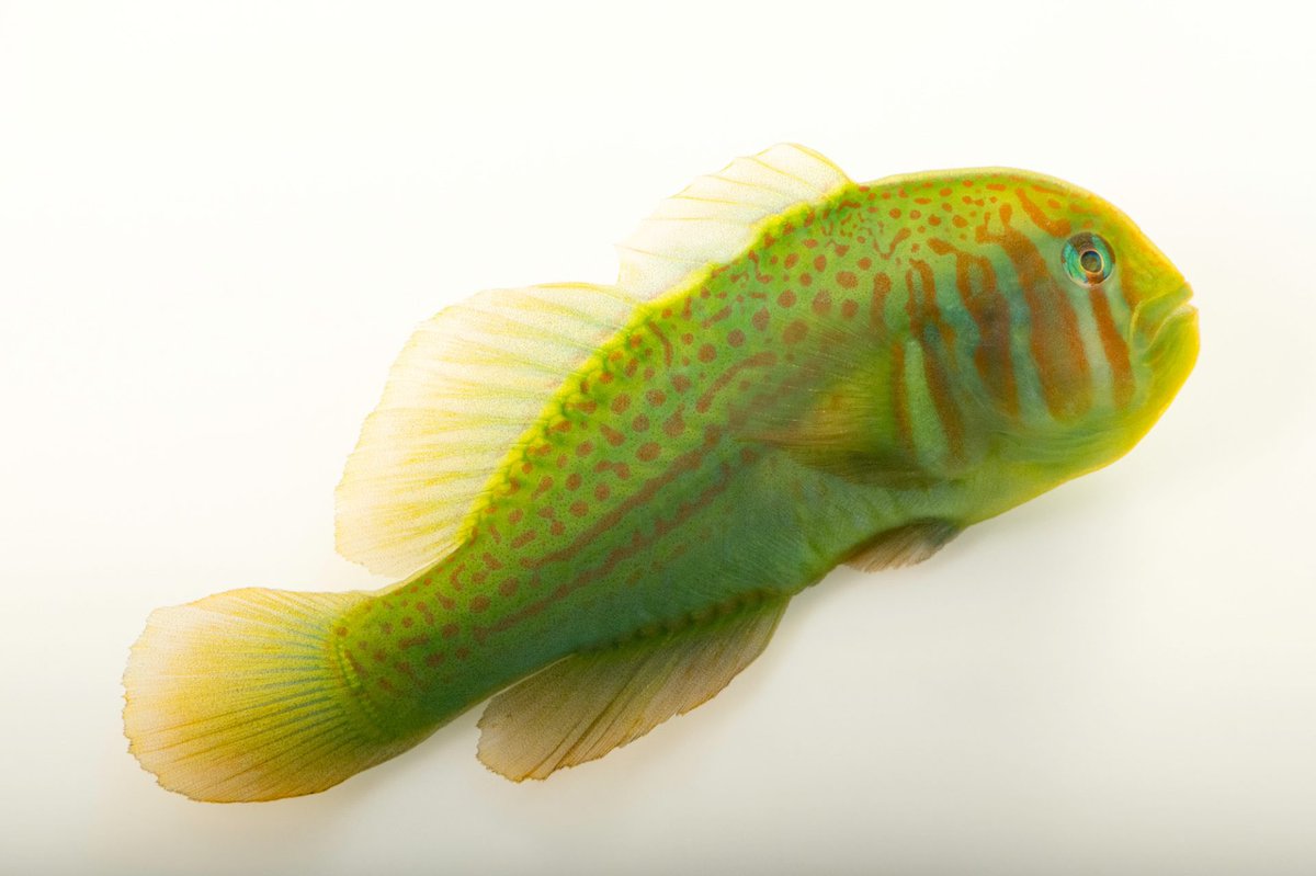 Found in lagoons and reef crests, the green clown goby is often spotted navigating its home range alone or in pairs. Peaceful in nature, this species prefers to live a more subdued life, hiding amongst broad-branching coral.