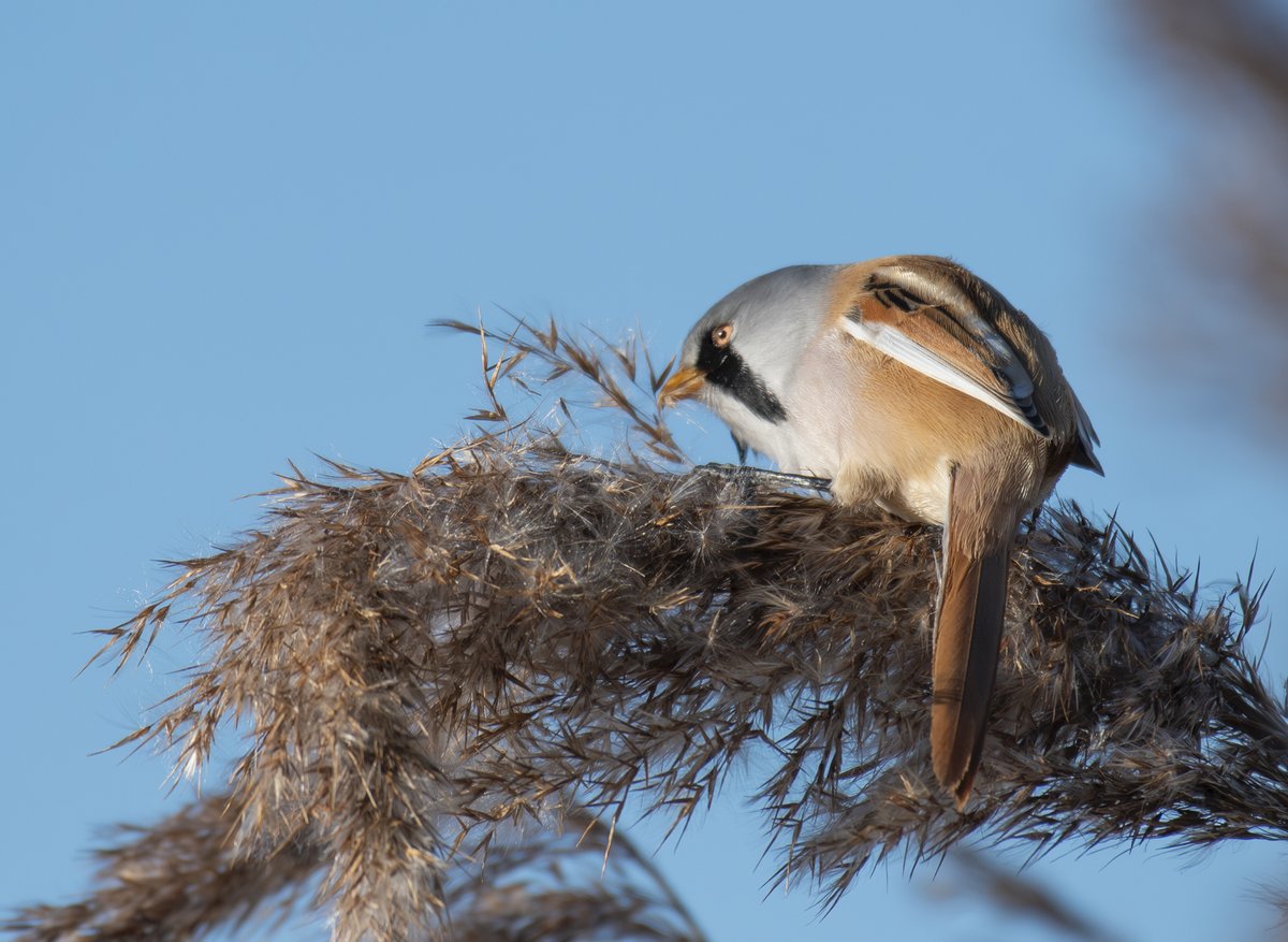 Bearded Tit's putting on a fantastic show today at Radipole Nature Reserve, Weymouth, Dorset @BBCSpringwatch @michaelastracha @IoloWilliams2 @ChrisGPackham @RSPBWeymouth @RSPBEngland @Dorsetecho @DorsetMag