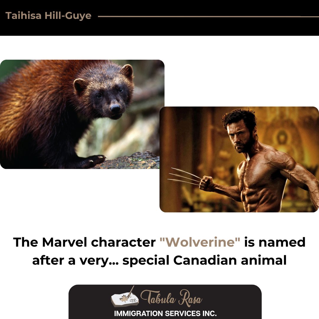 🦡 Did you know that the Marvel character 'Wolverine' is named after a very special Canadian animal? 🇨🇦

#MarvelFact #WolverineTrivia #CanadianWildlife #AnimalInspiration #MarvelComics #Wolverine #XMen #DidYouKnow #NatureIsAmazing #tabularasaimmigration