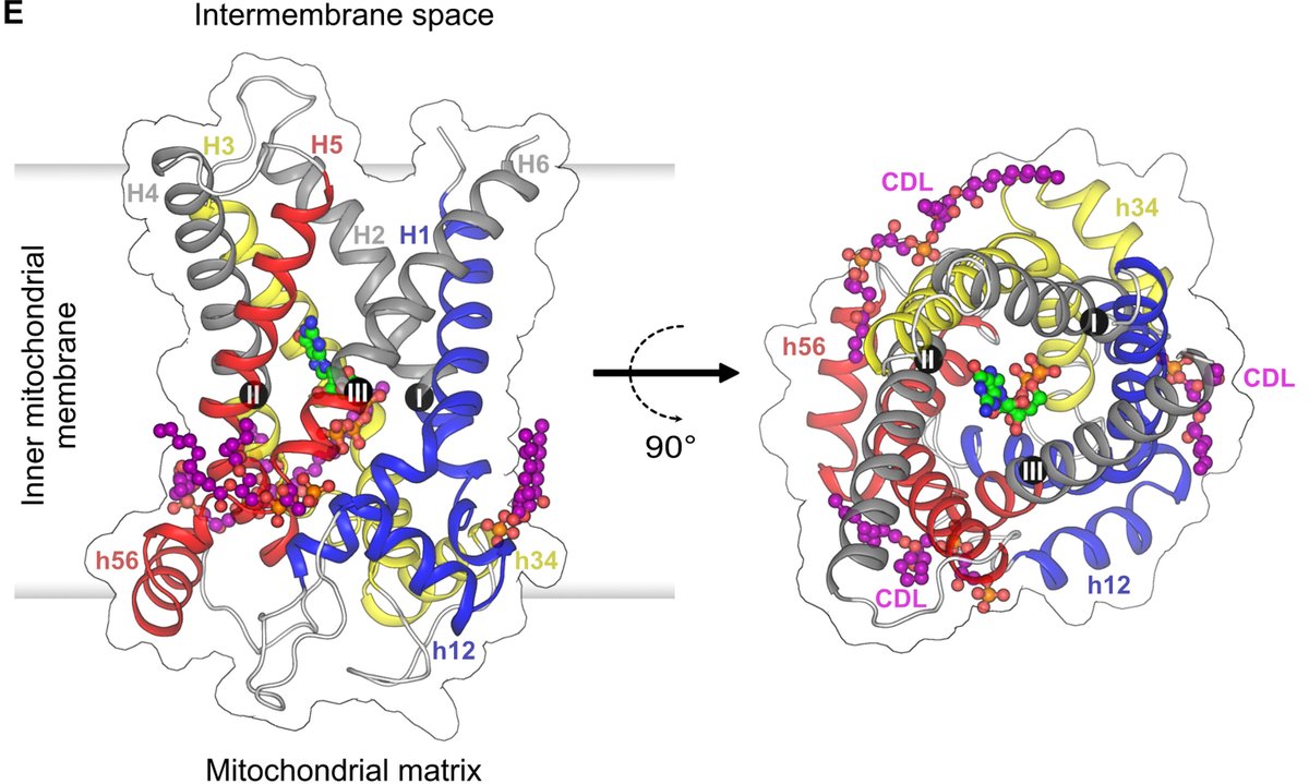 This top paper from 2023 highlights the atomic structure of mitochondrial uncoupling protein—UCP1—which allows brown adipose tissue to burn calories as heat.

Understanding its regulatory mechanisms offers the potential for targeted metabolic therapies: scim.ag/5yR