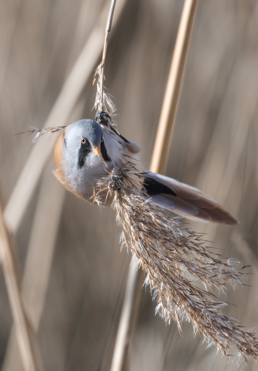 Bearded Tit's putting on a fantastic show today at Radipole Nature Reserve, Weymouth, Dorset @BBCSpringwatch @michaelastracha @IoloWilliams2 @ChrisGPackham @RSPBWeymouth @RSPBEngland @Dorsetecho @DorsetMag