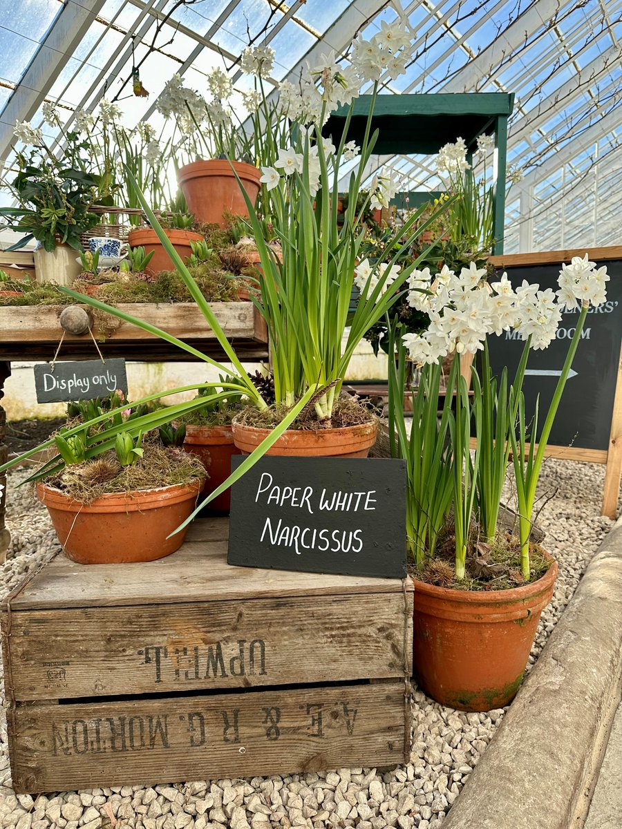 Even on the chilliest of days, when the sun is shining, the Glasshouse offers a comforting warm spot for visitors to enjoy the beautiful displays of snowdrops, hyacinth and narcissus #ClumberPark #walledkitchengarden