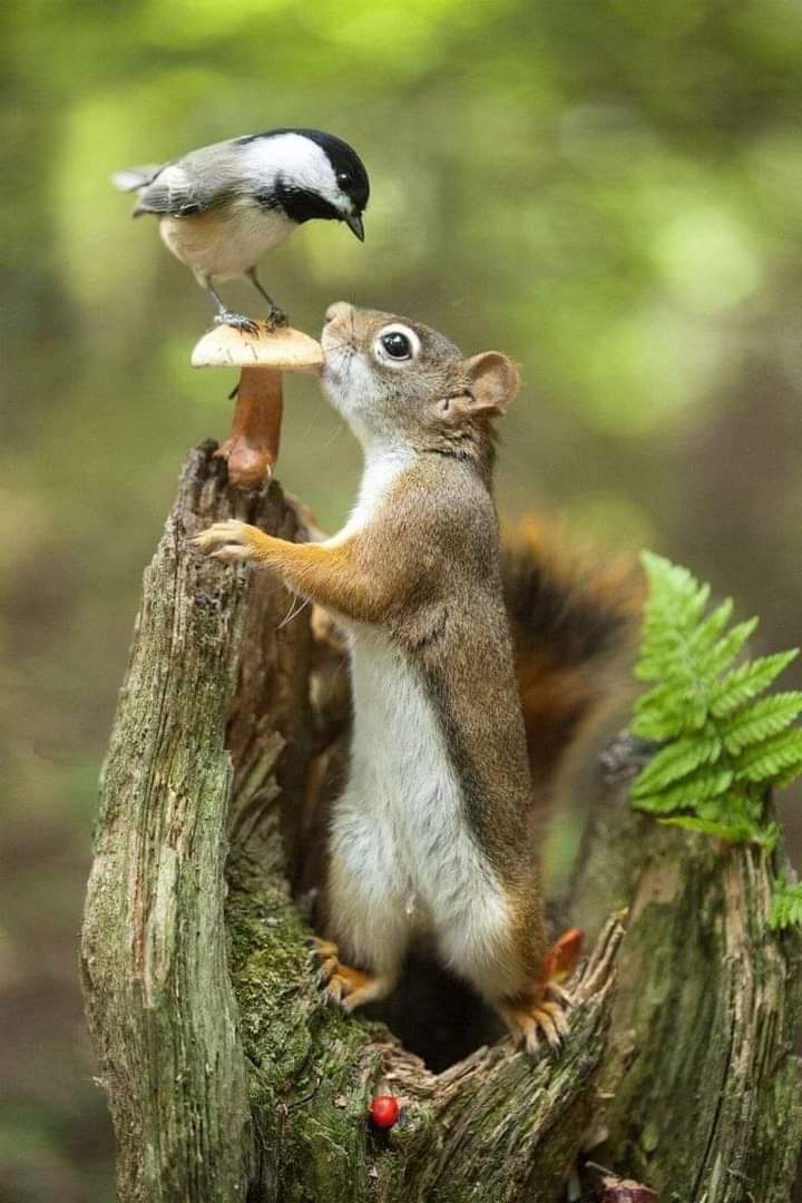 Friendship 🐿️🐿️

Perfect shoot 📷🐿️

#bestphotochallenge
#BestPhotographyChallengeio
#picturechallenge
#photo
#challenge
#photographychallenge
#mickeygaurav
#picture
#picoftheday
#photographer
#photoshoot
#photochallenge
#PhotoEditingChallenge