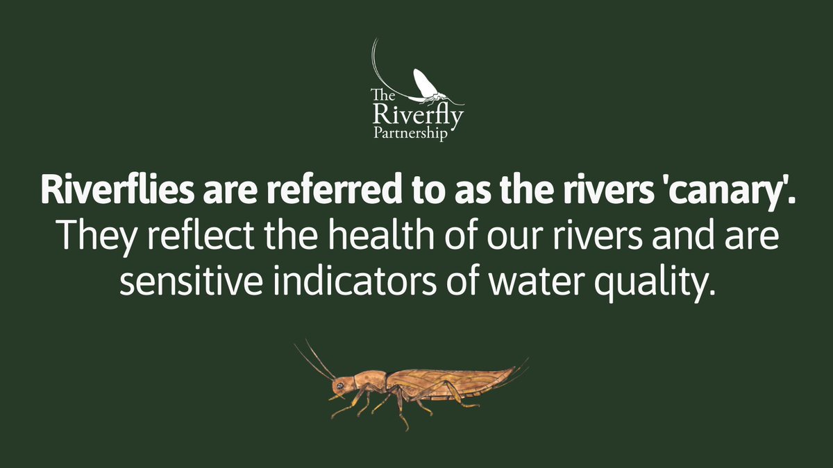 Riverflies tweet picture