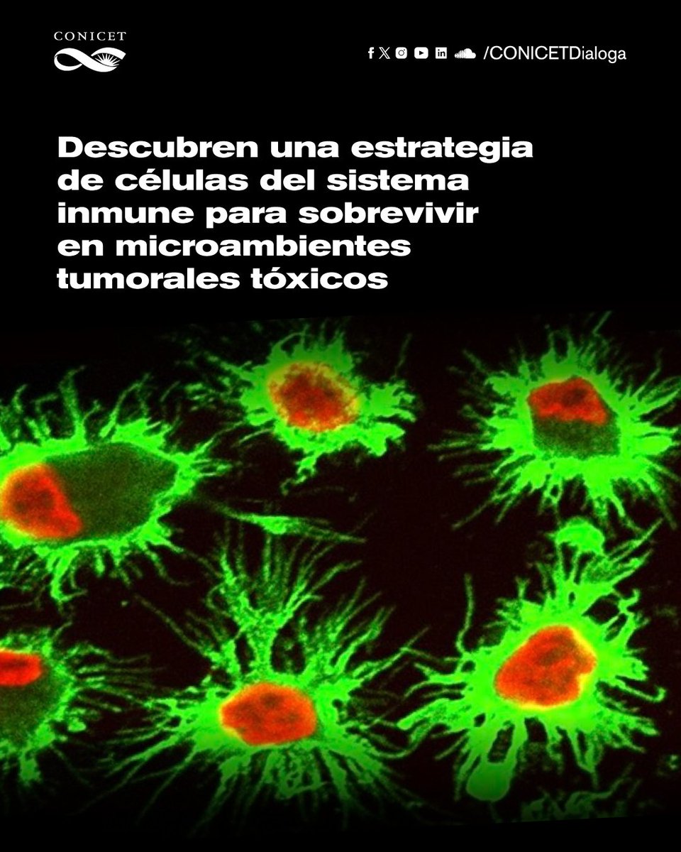 🔵Especialistas del CONICET descubren una estrategia de células del sistema inmune para sobrevivir en microambientes tumorales tóxicos. El estudio se describe en la revista OncoImmunology. ✍️bit.ly/célulasdelsist… #CienciaArgentina