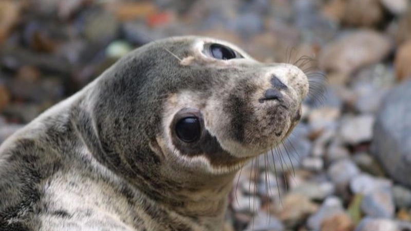 MoLI_Museum's tweet photo. Join @bealoideasucd at 7.30pm on Monday, 12 February 2024, here in MoLI for the launch of ‘Seal Stories’, a website created in partnership with the Irish Seal Sanctuary, showcasing material from the National Folklore Collection. https://t.co/lO2eirsEFn https://t.co/8hs0ND5omu