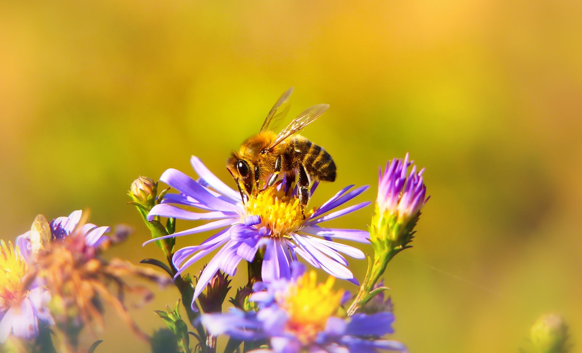 Approving banned pesticide for 4th year in a row shows that the ban is a sham👎

These toxic pollutants add to a #ChemicalCocktail that puts both wildlife & public health at risk🐝💚

Government must uphold the ban & fund nature-friendly farming practices

gov.uk/government/new…