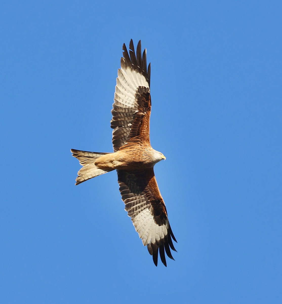 Always great to see a Red Kite over home ..........
