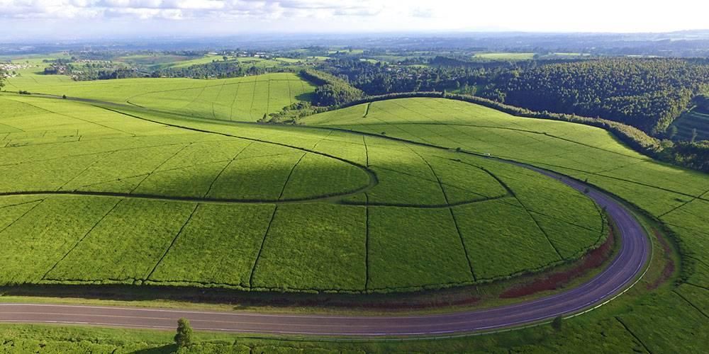 Kericho Tea Estate in Kenya 🇰🇪 was the first tea plantation in the world to be awarded the Rainforest Alliance certificate.