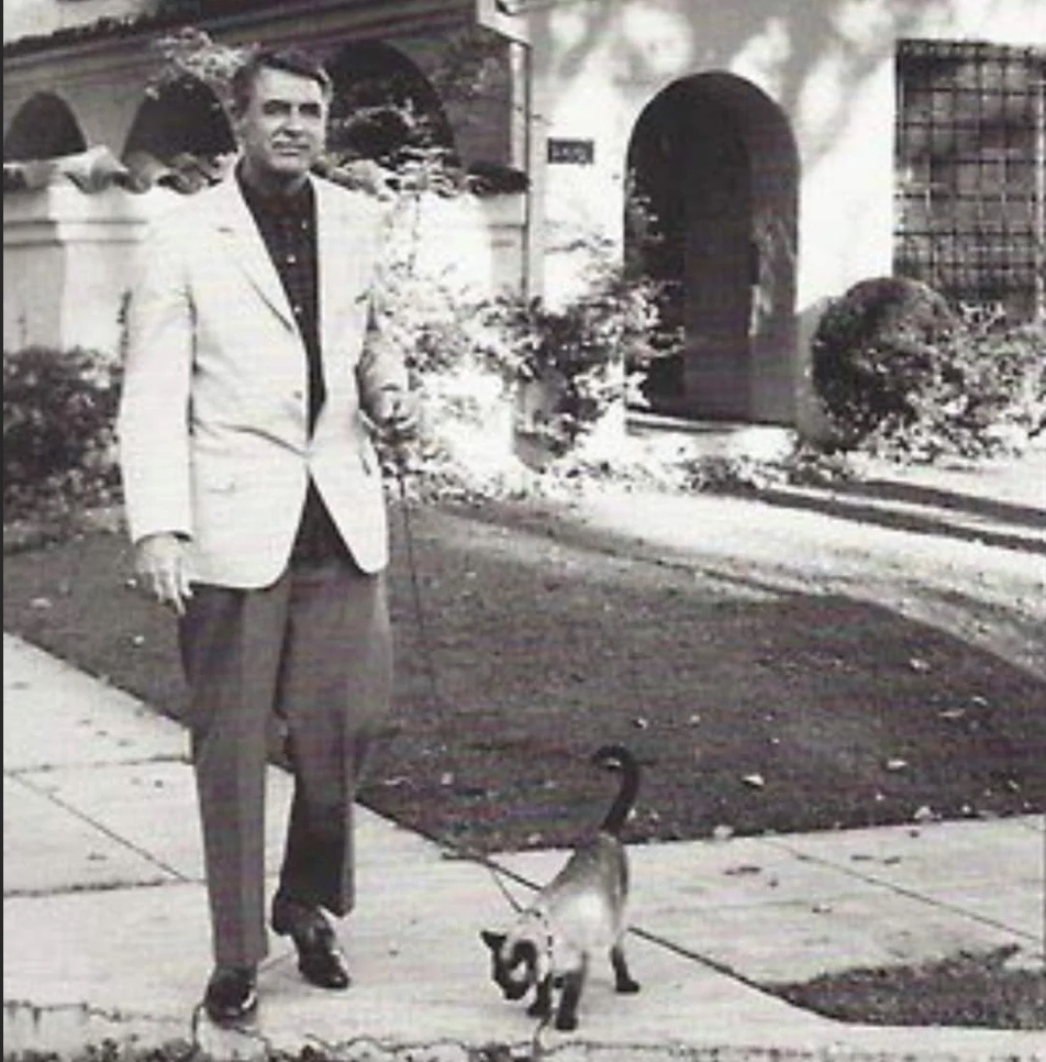 ClowderPress's tweet photo. Happy Birthday Cary Grant.  A cat in human form. Cool, smart, suave and owned by no-one. #CaryGrant #CatOfTheDay https://t.co/Xb6ElC8LcG