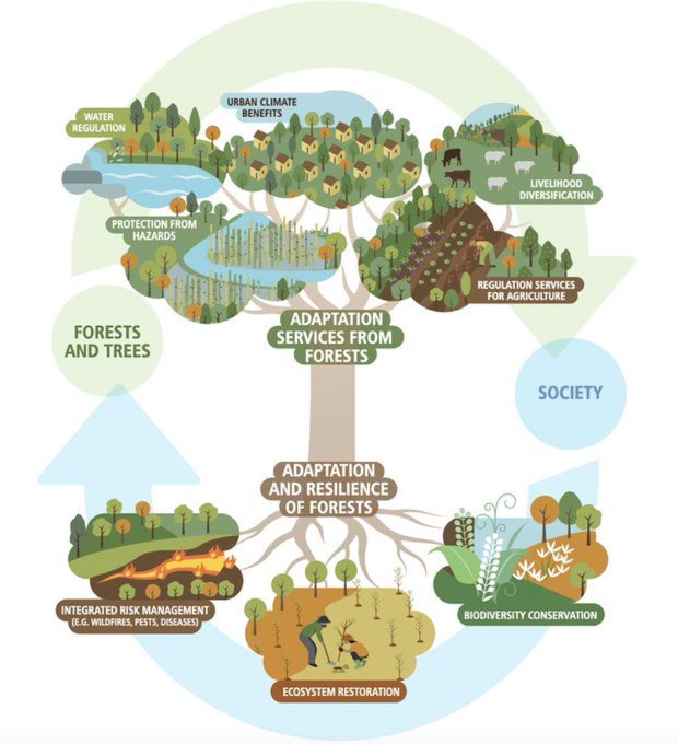 Forests are crucial in helping us adapt to #ClimateChange. They: 💧help ensure water availability 🌊 protect against landslides and floods 🏜️ prevent desertification 🧑‍🤝‍🧑 provide alternative livelihoods for people Via: @SDG2030