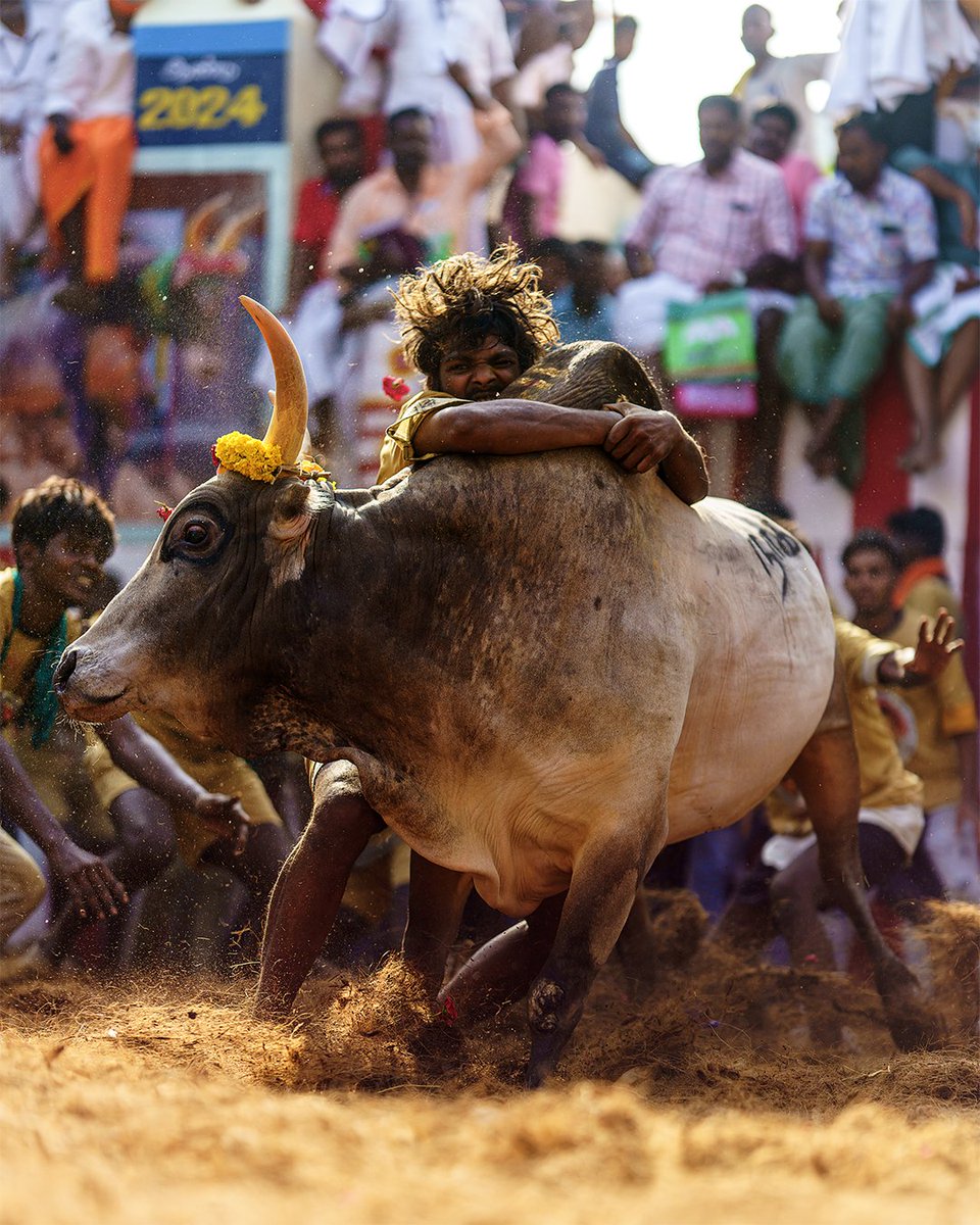 viewsofdk's tweet photo. The World famous Alanganallur Jallikattu - 2024.

#Jallikattu #alanganallur #TamilNadu #Madurai 
@mkstalin @Udhaystalin @tntourismoffcl https://t.co/WZyVhRKPn3