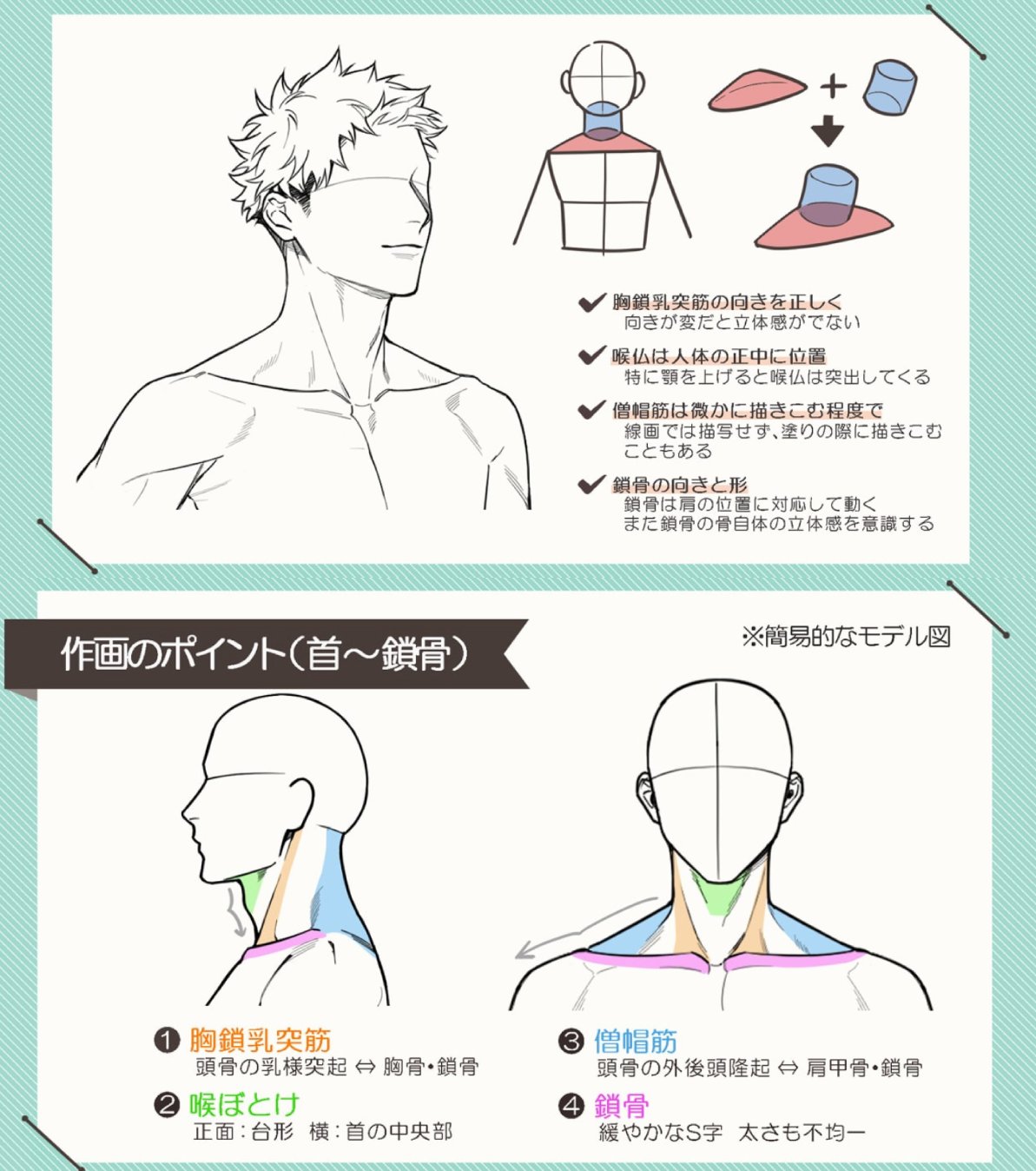 鎖骨 描き 方