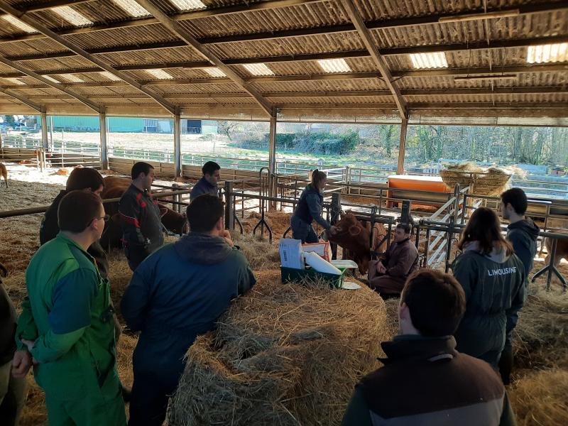 Formation "Éleveur infirmier de son élevage bovin allaitant" : Inscrivez-vous ! dlvr.it/T1YW0K