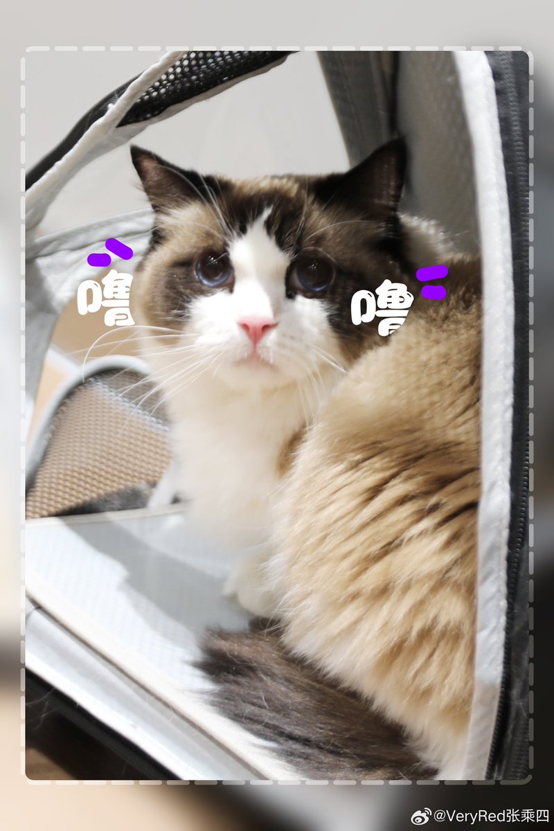 exopetsglobal's tweet photo. 240118 Happy Lulu Day

Happiest 4th birthday fluffball Zhang Lulu! Aunties love you!!! 💋 

#LULU #LAYZHANG https://t.co/1Tcj7xJPmr