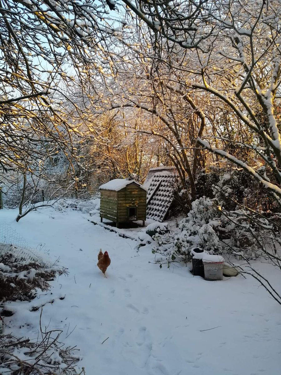 linfieldlass's tweet photo. Morning sun through the snowy trees 🌴☀️ https://t.co/VP2vDl7Uy6