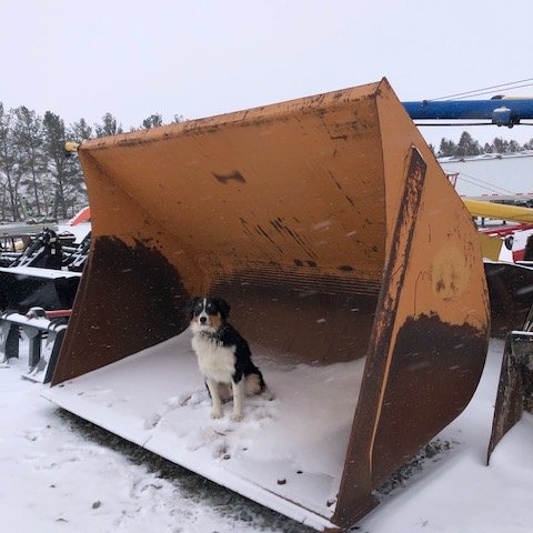KentFarmSupply's tweet image. This fresh snow has Asher thinking its time to think cleanup. Blowers, pushers and buckets are ready for pick up @ #KentFarmSupplies #snowfall #snowcleanup