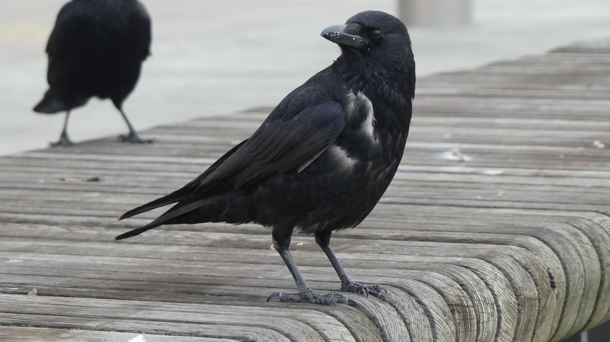 thebrewboy's tweet photo. City living is tough on crows - Ruffled feathers, missing feathers, facial scars, leucism. It's all part of everyday life.
And if you think that's bad, wait till you see the pigeons https://t.co/oV8BRKzuim