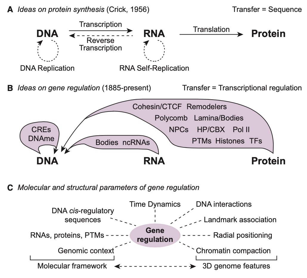 AndreaWillemin's tweet photo. Our perspective on epigenetic regulatory layers of the 3D nucleus is out in @MolecularCell! https://t.co/CC9jerhcio. A solid teamwork with @domSzabo and @apombo1; @LabPombo. 1/3 https://t.co/GVb9O20GHh