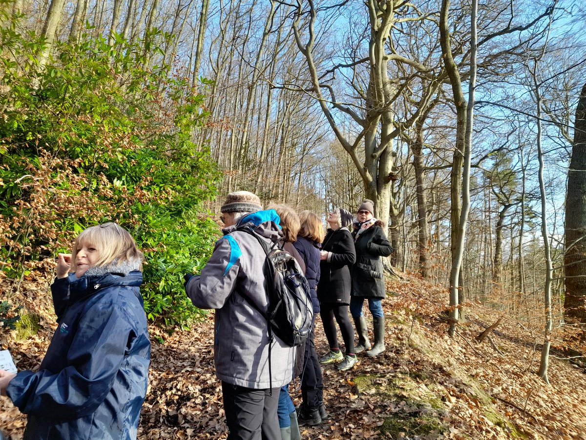 #NextdoorNature were out with Knighton's women's hour organised by Knighton Community centre looking and listening for birds in Kinsley wood. Spotting birds including Greater Spotted Woodpeckers now drumming  trees, advertising for a partner.  Wonder if they call it Timber?!📷📷