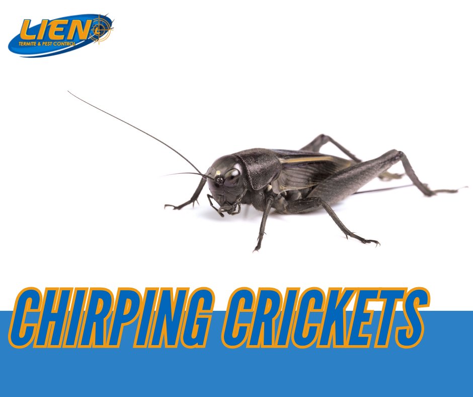 We can stop the cricket orchestra from taking over your home. Silence the symphony with Lien's expert services! Say goodbye to unwanted chirping! 
#QuietHome #PestControl #UnwantedPests