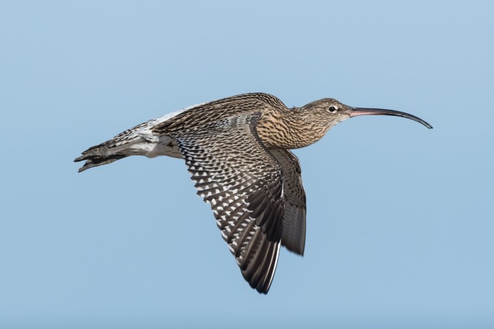 Preston Society of Birdwatching (@prestonnature) on Twitter photo 🆕Talk: Monday 22nd January 19:30
New Moon on the Wane- The Curse of the Curlew by <a href="/waderquest/">Wader Quest</a>
A look at why Curlews are declining and describing each of the species in the genus Numenius and why they are so named.
Just £3 on the door for non-members
St Marys Church Penwortham 🆕Talk: Monday 22nd January 19:30
New Moon on the Wane- The Curse of the Curlew by <a href="/waderquest/">Wader Quest</a>
A look at why Curlews are declining and describing each of the species in the genus Numenius and why they are so named.
Just £3 on the door for non-members
St Marys Church Penwortham