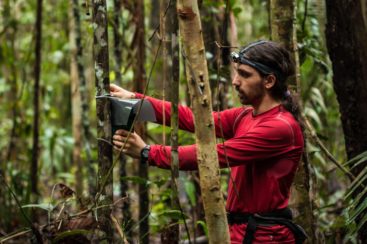 RicardoNature's tweet photo. We used acoustic detectors to survey insectivorous bats over a 2-year period at the Biological Dynamics of Forest Fragments Project (#BDFFP) in Brazil. We sampled 33 sites, comprising continuous old-growth forest, remnant fragments and regenerating secondary forest matrix. https://t.co/Z9f14yJTiZ