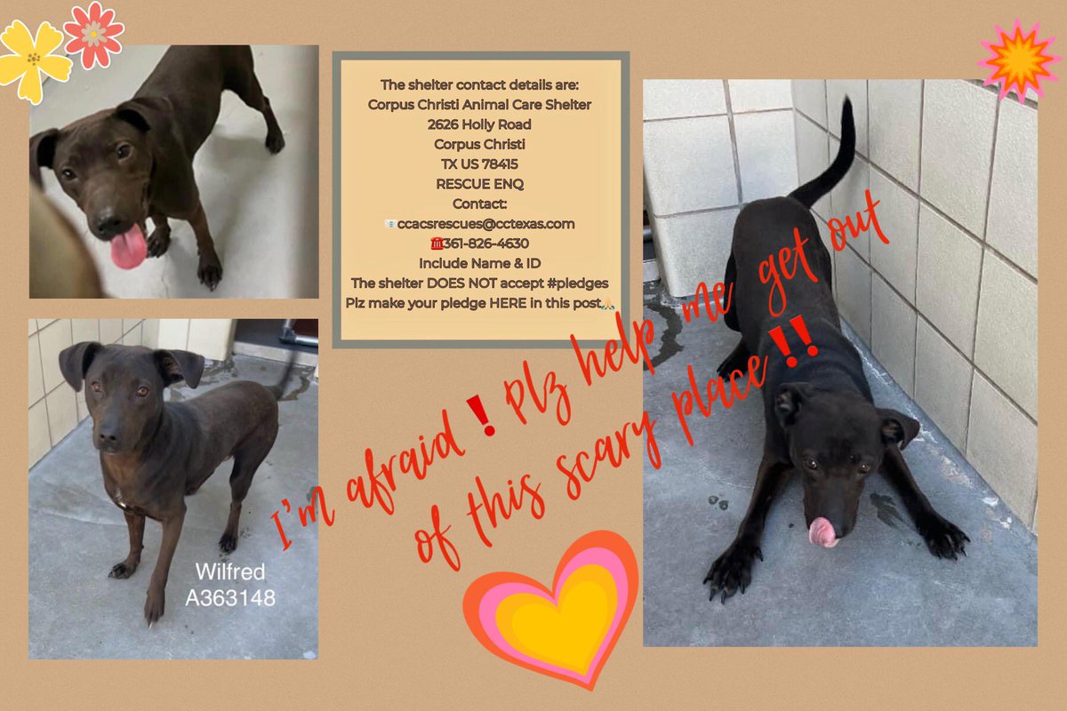 🆘URGENT! PLZ SAVE SCARED WILFRED #A363148 BEFORE NEXT THURSDAY 1/25 when CORPUS CHRISTI PLAN 2 KILL HIM‼️ He needs a helping hand & some TLC 2 overcome his fright & restore his confidence❗️ A loving 🏡works wonders❗️ BEGGING 4 PLEDGES 4 #RESCUE #FOSTER or best, lovingly #ADOPT🙏