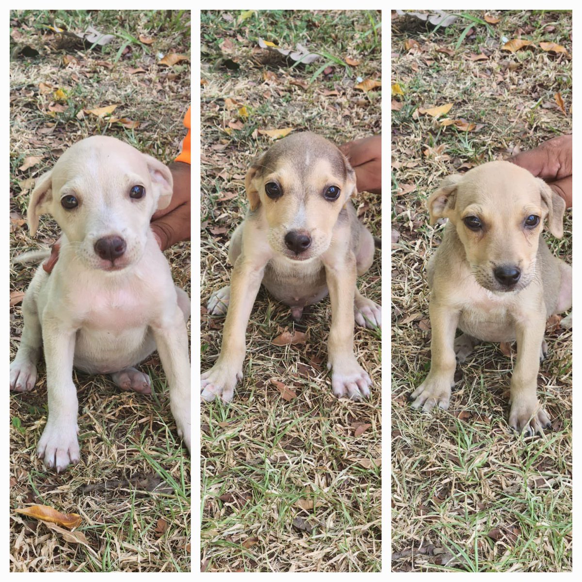 ENACorredoresPA's tweet photo. #Cachorrosenadopcion 

Ayúdanos a darle un hogar a estos cachorros 🐶. Son 2 hembras y un macho. Contáctanos al 6998-6076. 

Se encuentran en nuestras oficinas de Ciudad Radial. https://t.co/RBxax2OXwv