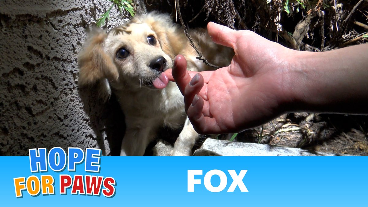 Please watch Fox's rescue video here: youtu.be/0qtQzEueMF8 and support @HopeForPaws ❤️ #HopeForPaws #Rescue #AdoptDontShop #AnimalRescue #love