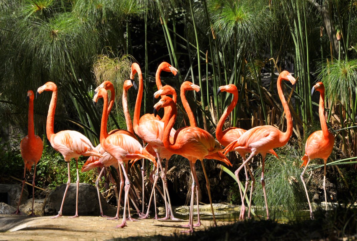 ZoologicosCDMX's tweet image. Los flamencos 🦩🦩del #ZoológicoDeChapultepec en su momento más #coquette 
#ZoológicosCDMX