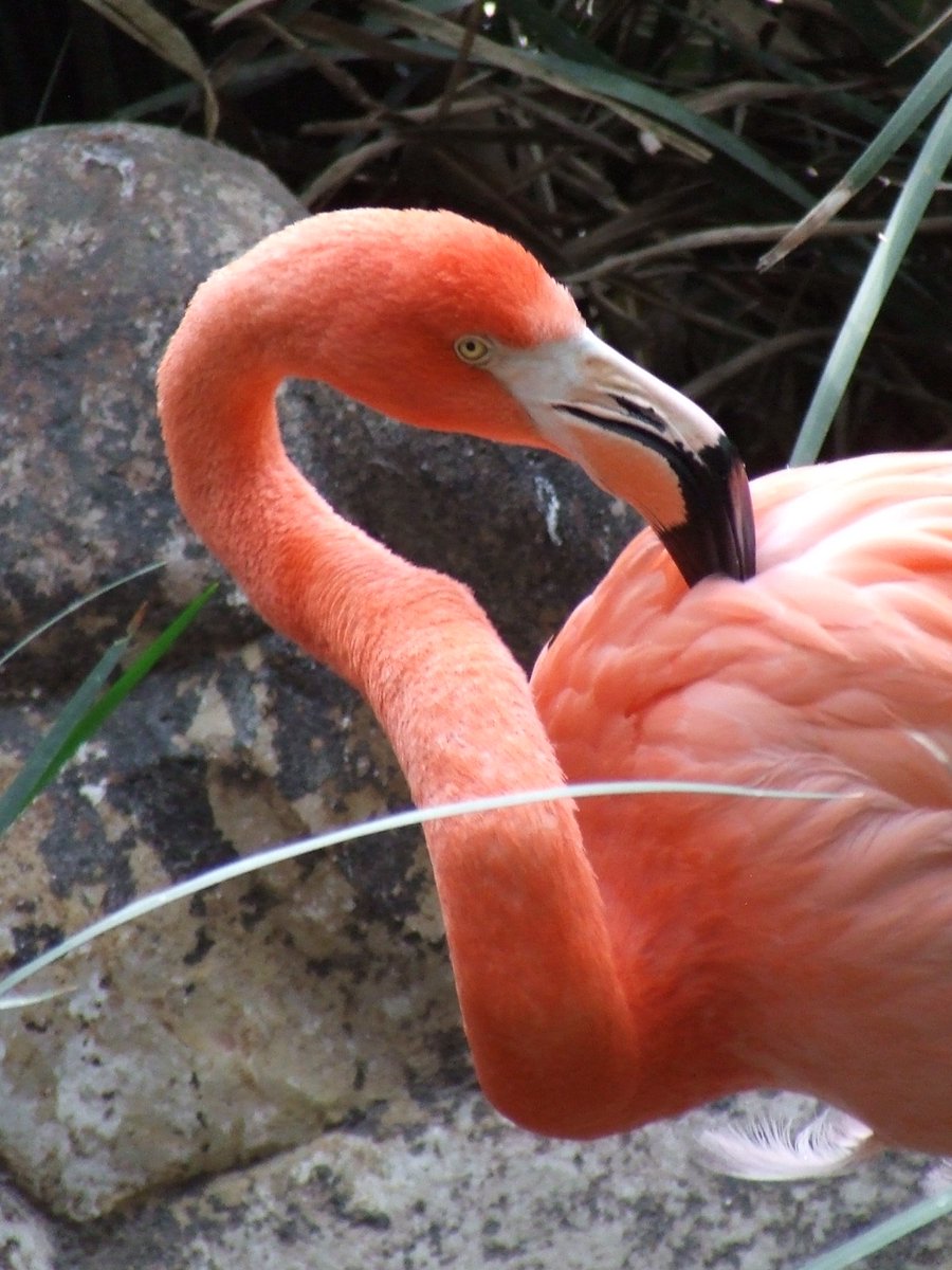 ZoologicosCDMX's tweet image. Los flamencos 🦩🦩del #ZoológicoDeChapultepec en su momento más #coquette 
#ZoológicosCDMX