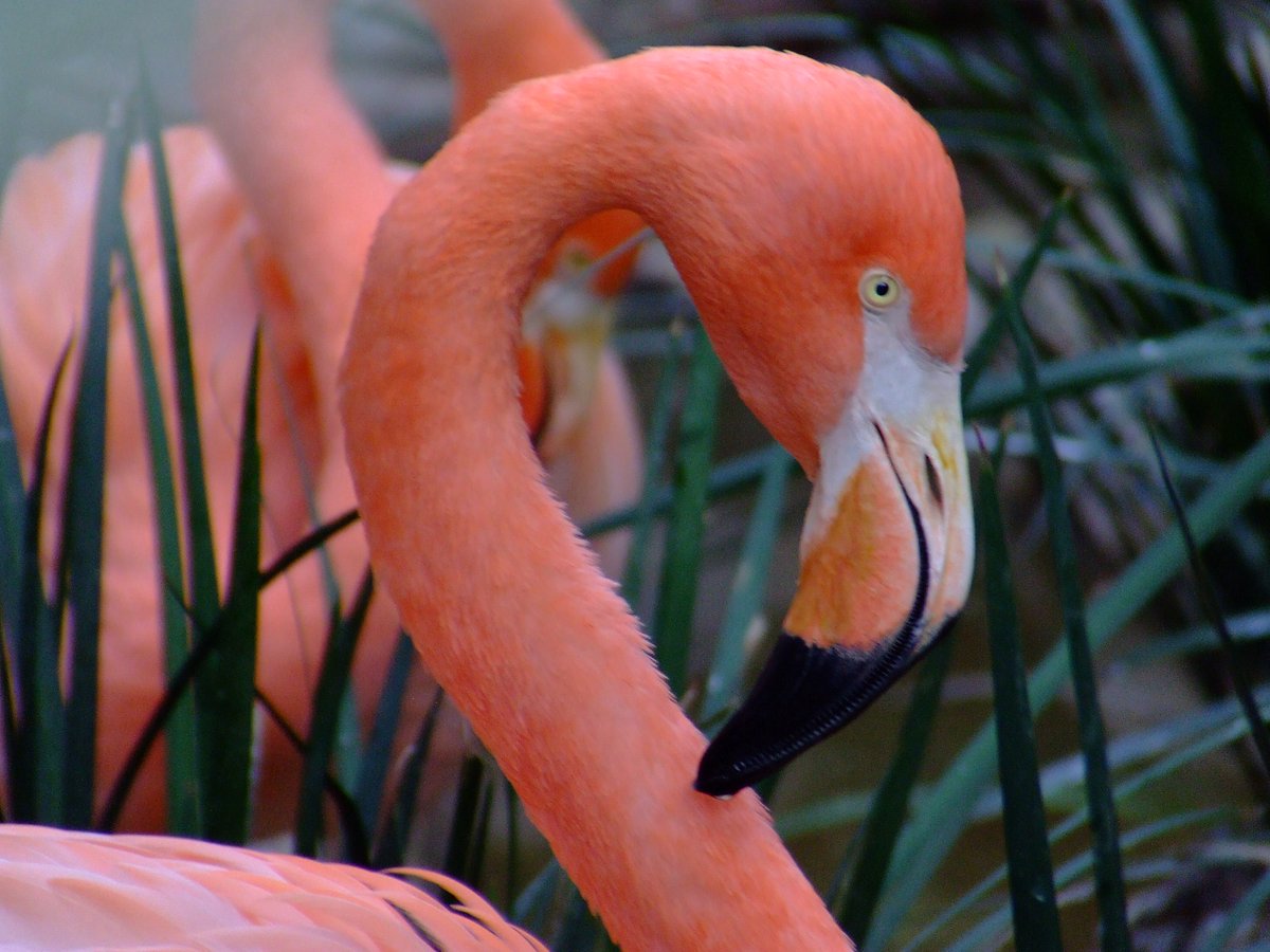 ZoologicosCDMX's tweet image. Los flamencos 🦩🦩del #ZoológicoDeChapultepec en su momento más #coquette 
#ZoológicosCDMX