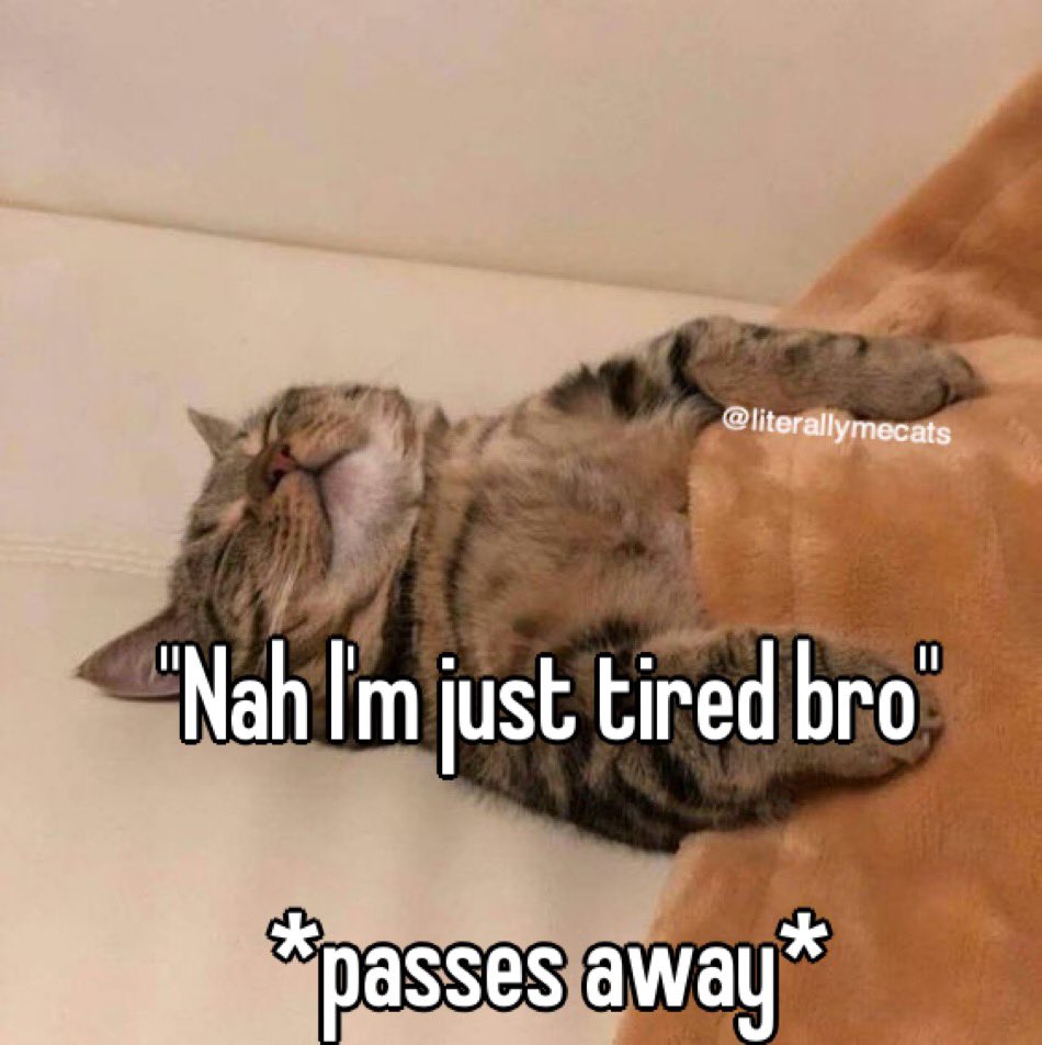 literallymecats's tweet image. 