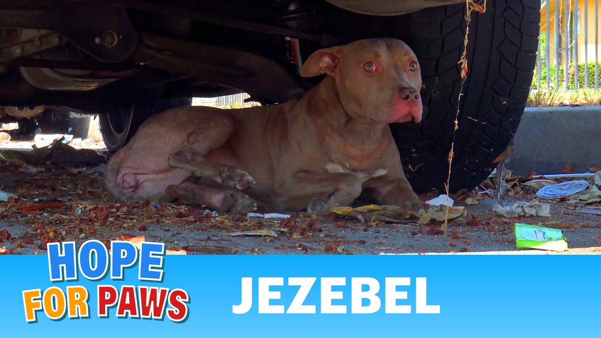 The rescue of Jezebel is ready: youtu.be/KvwVR0njC1E - Please share ❤️ #HopeForPaws #Rescue #AdoptDontShop #AnimalRescue #love