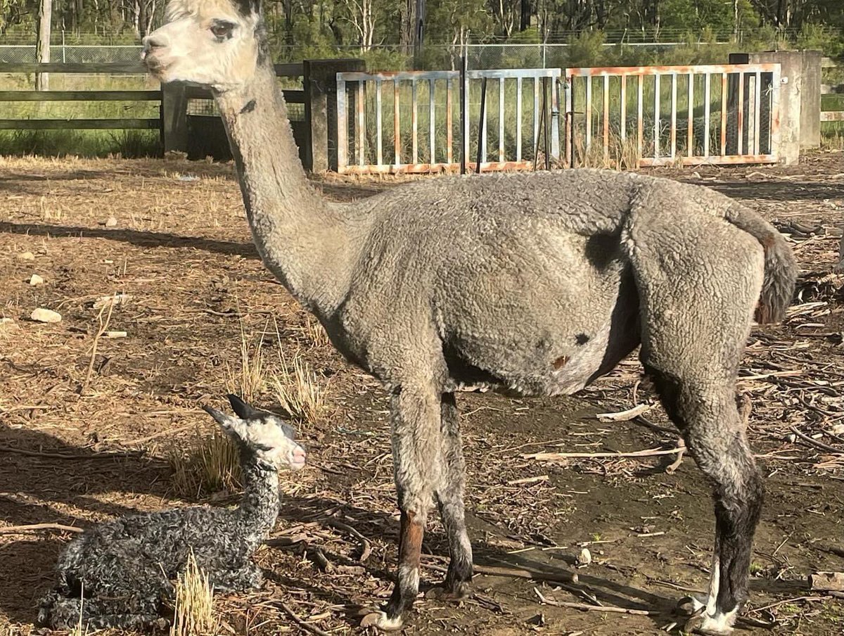 Todays #alpacashenigans is brought to us by Malakai Lakeisha &amp; Canchones Neo Galahad with this beautiful healthy, grey boy this morning.  Some of the team were heading to work #alpacalove #australianalpaca #hawkesburylifestyle #newlife #family #betterthansheep #criaontheground