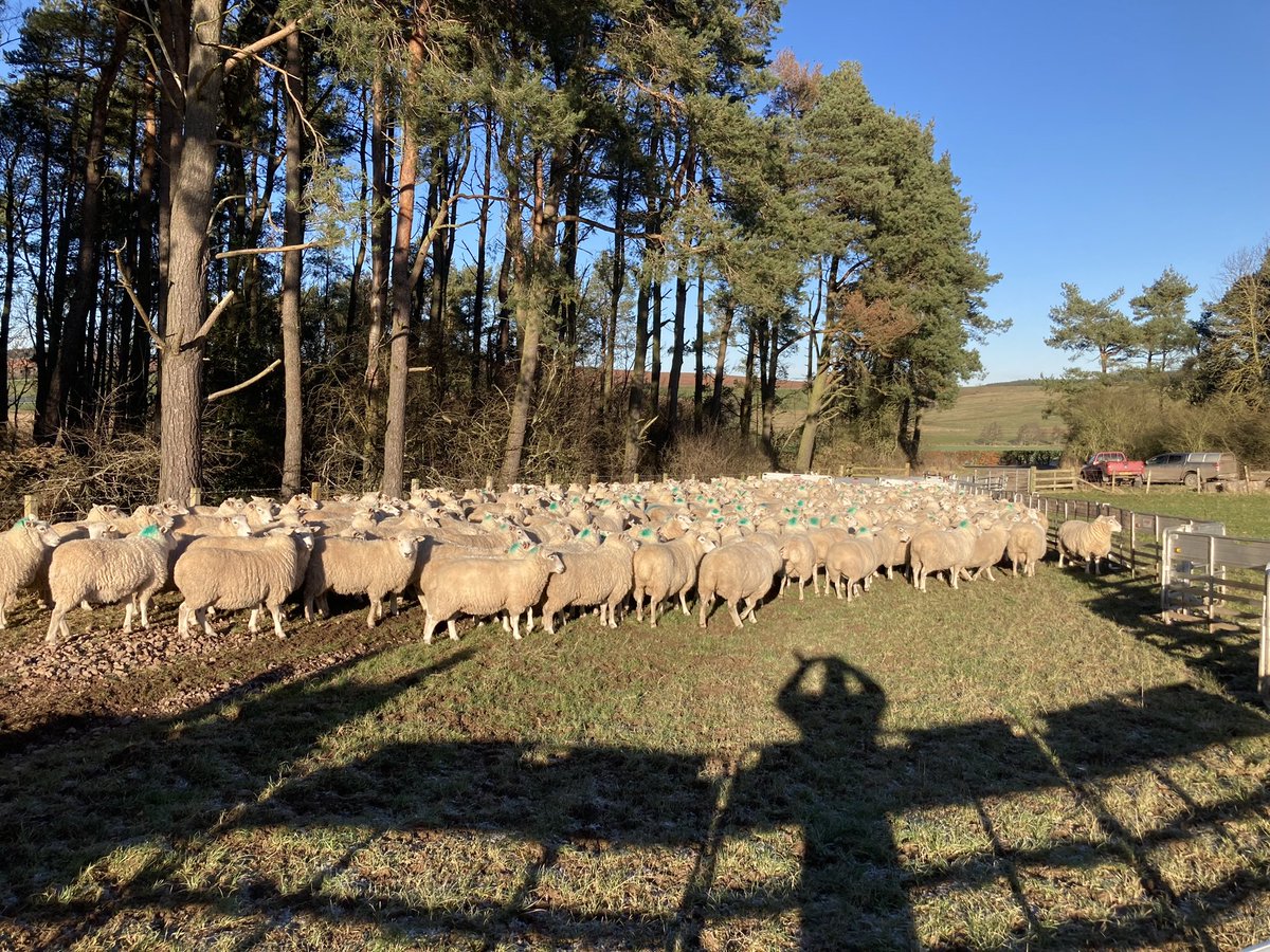 Commercial gimmers have wintered well so far and enjoying some beautiful weather today. Fingers crossed for a good scan in a few weeks time.