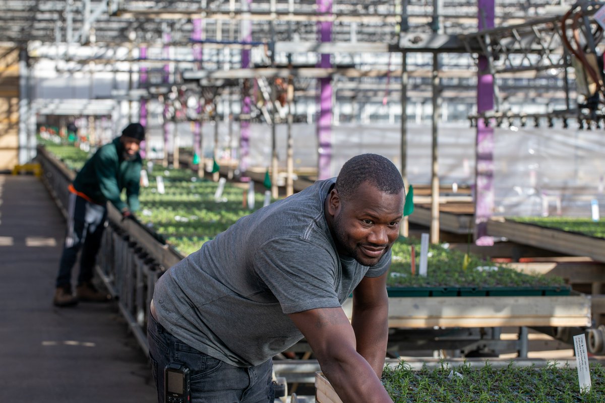 MetrolinaGHS's tweet photo. As #youngplants take root in our propagation houses, our #team moves them out into the main greenhouses to grow on, before they are transplanted into larger pots and containers. Once they are #transplanted, the plants will move again to continue growing before being shipped. https://t.co/jEOXkKnqfp