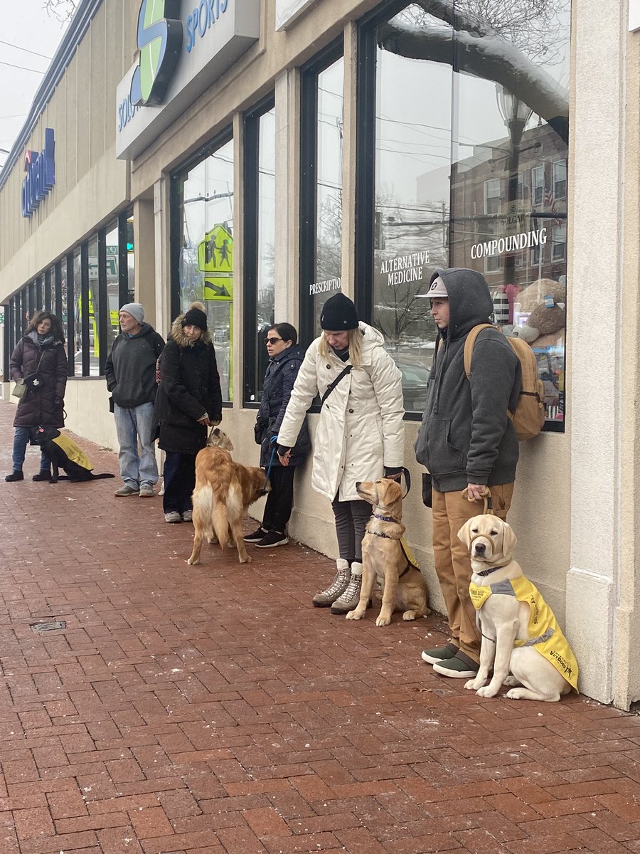 Puppy learning in progress ⚠️ It was a chilly day in Huntington, NY for today’s puppy training class! Puppy raisers learned how to properly have these pups walk through double doors, navigate uneven surfaces, and manage distractions.