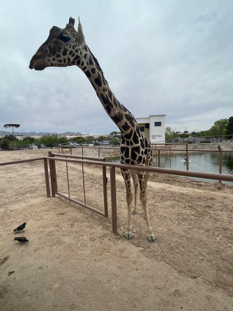 🦒En #Puebla ya esperamos con ansias a #Benito

📢La #PROFEPA ya dio el ¡Sí!, solo es cuestión de que concluya la logística del traslado, ya que se habla de al menos 3 días por carretera para que por fin llegue a <a href="/AfricamSafari/">Africam Safari</a>💙

Lleva 8 meses en espera.😓

#TuKble #JirafaBenito
