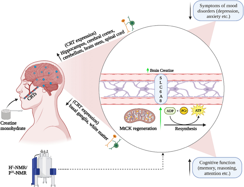 Did you know that creatine supplementation can boost cognition and memory? It may even help with muscular dystrophy & traumatic brain injury. @darrencandow et al. provide a `heads up’ bit.ly/4827hpJ in the latest #GSSIXP issue. #OpenAccess #GSSI