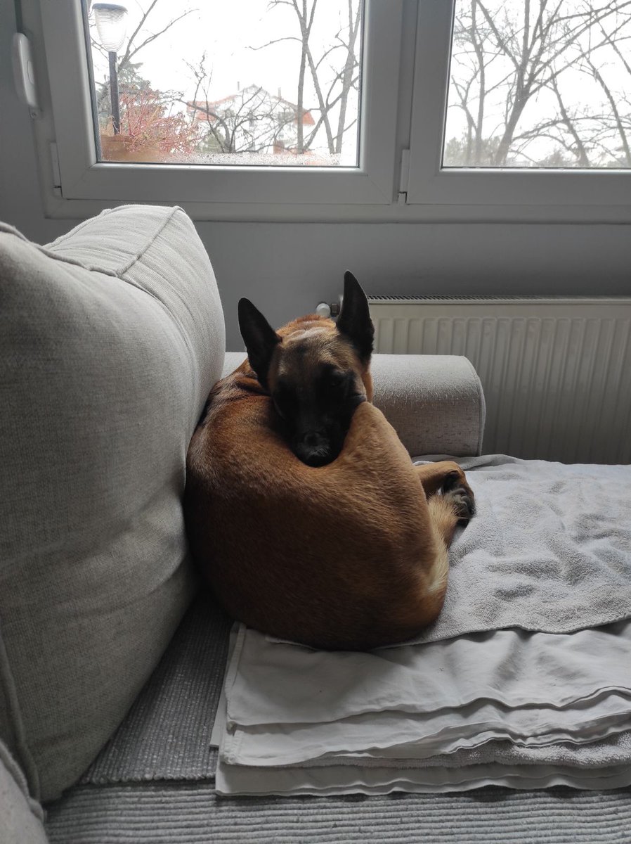 magical Houdini 🐕‍🦺🥰
#belgian_malinois