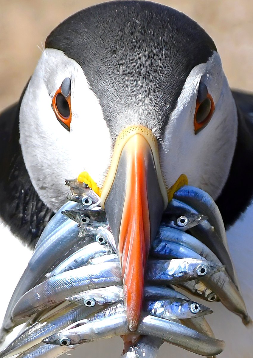 As it's Friday, I'm asking all my followers to please retweet this photo to help my little bird account to beat the algorithm and be seen!🙏 
  To make it worth sharing, here's a Puffin with a beakful! 😀 
 Thank you so much! 🙏♥️😊🐦
#FridayRetweetPlease