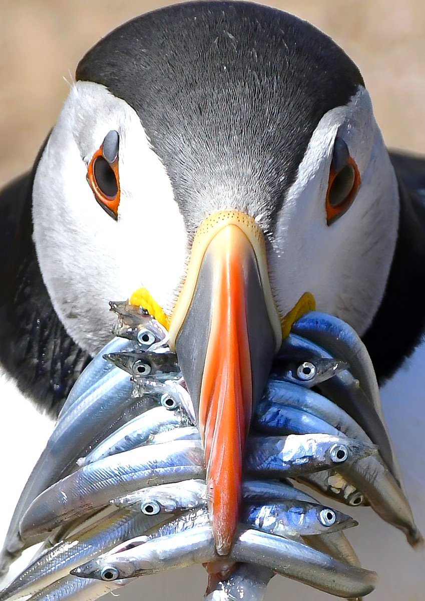 As it's Friday, I'm asking all my followers to please retweet this photo to help my little bird account to beat the algorithm and be seen!🙏 To make it worth sharing, here's a Puffin with a beakful! 😀 Thank you so much! 🙏♥️😊🐦 #FridayRetweetPlease