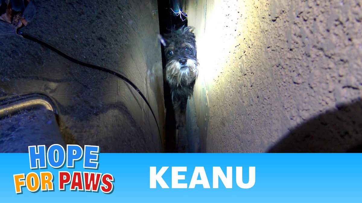 You missed Keanu’s rescue video: youtu.be/htBvEmGPhAc - please RT ❤️

 #HopeForPaws #Rescue #AdoptDontShop #AnimalRescue #love